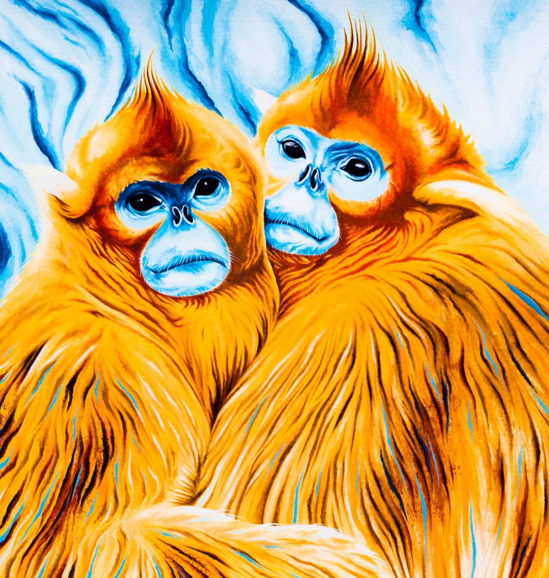 Golden Snub-Nosed Monkey Art Print | A3 (42 x 29.7cm)