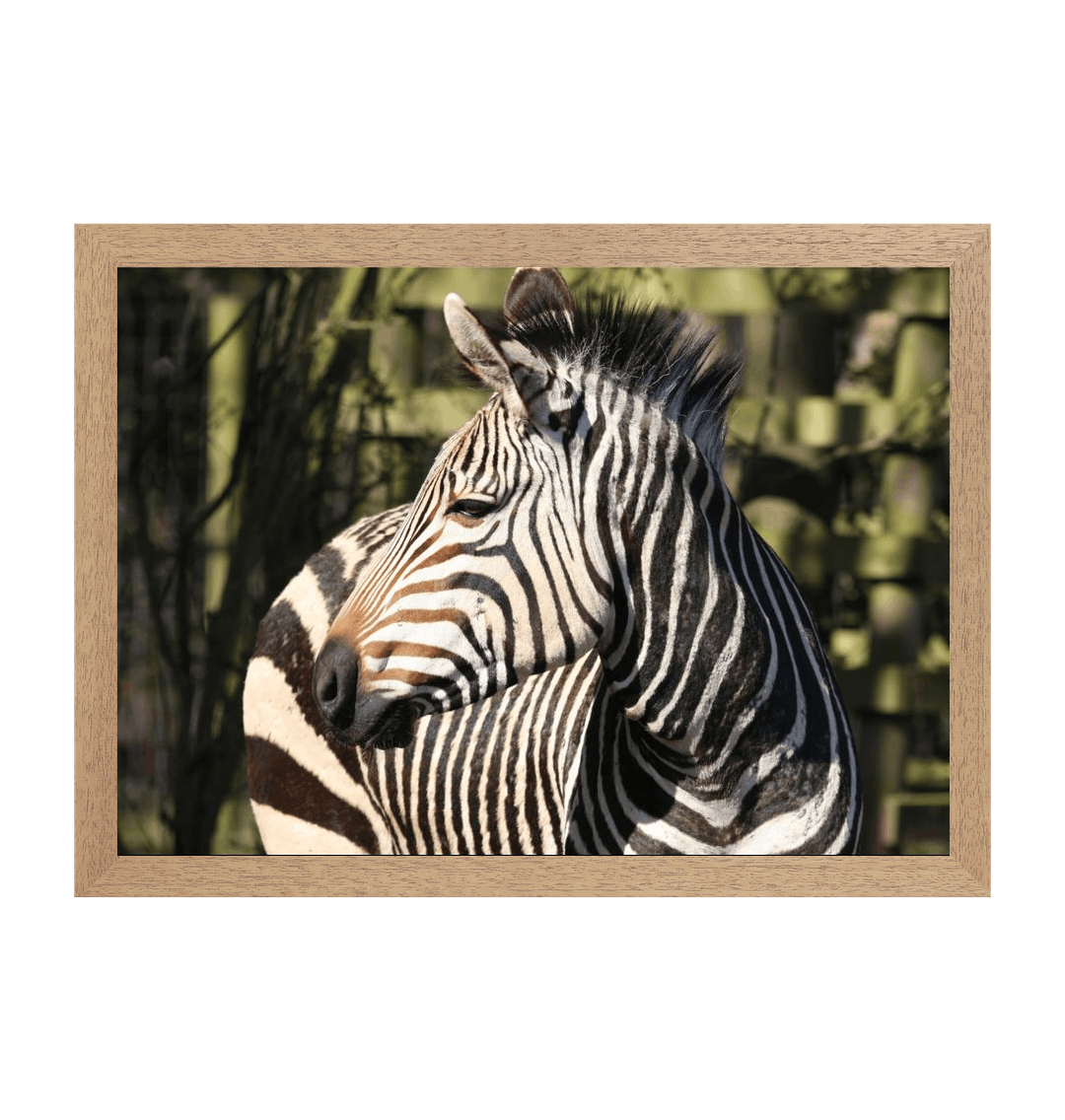 Exclusive Fine Art Print Hartmann's Mountain Zebra Print
