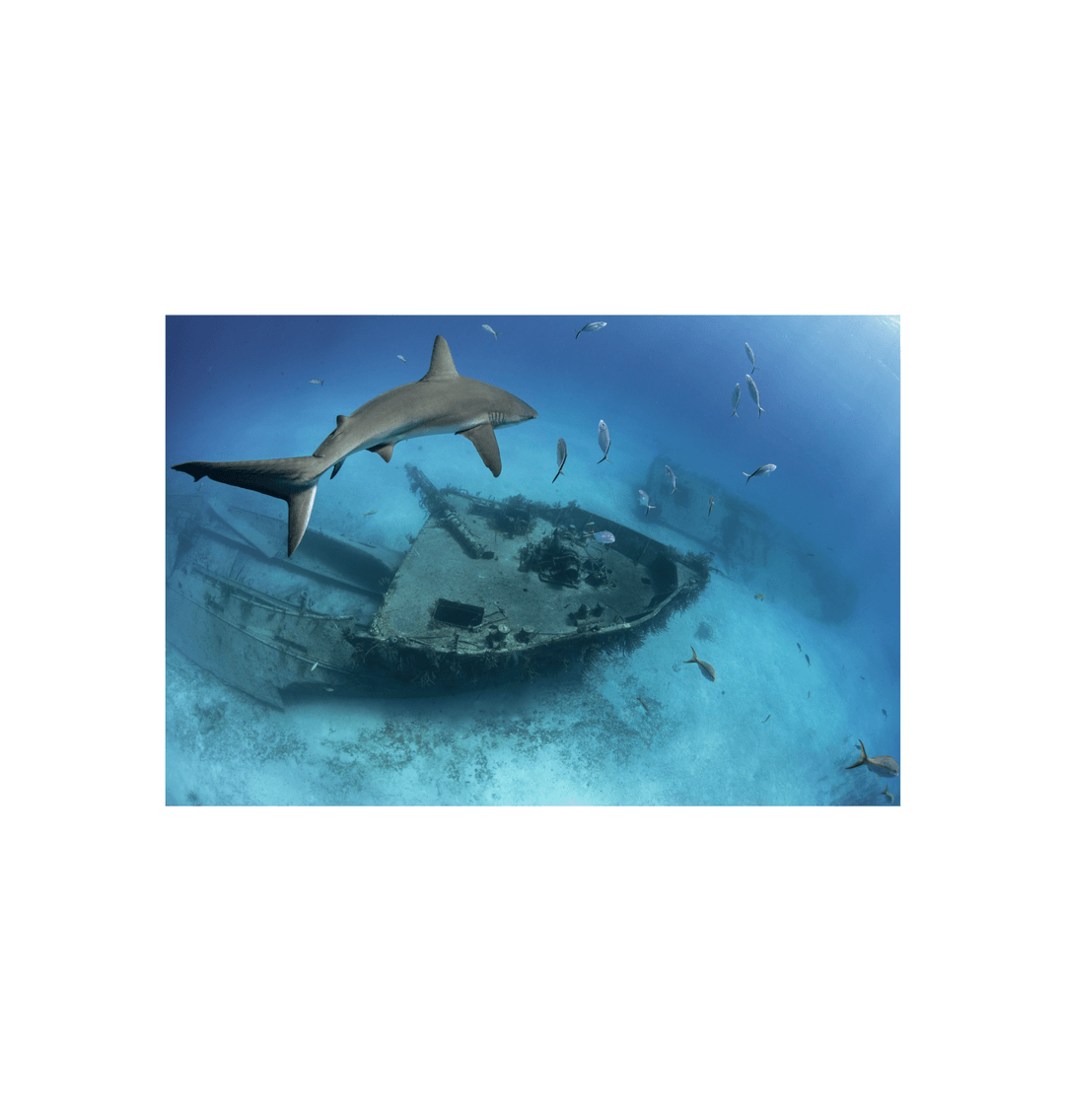 Shark Shipwreck Art Print | Underwater Wall Art | Shark Trust