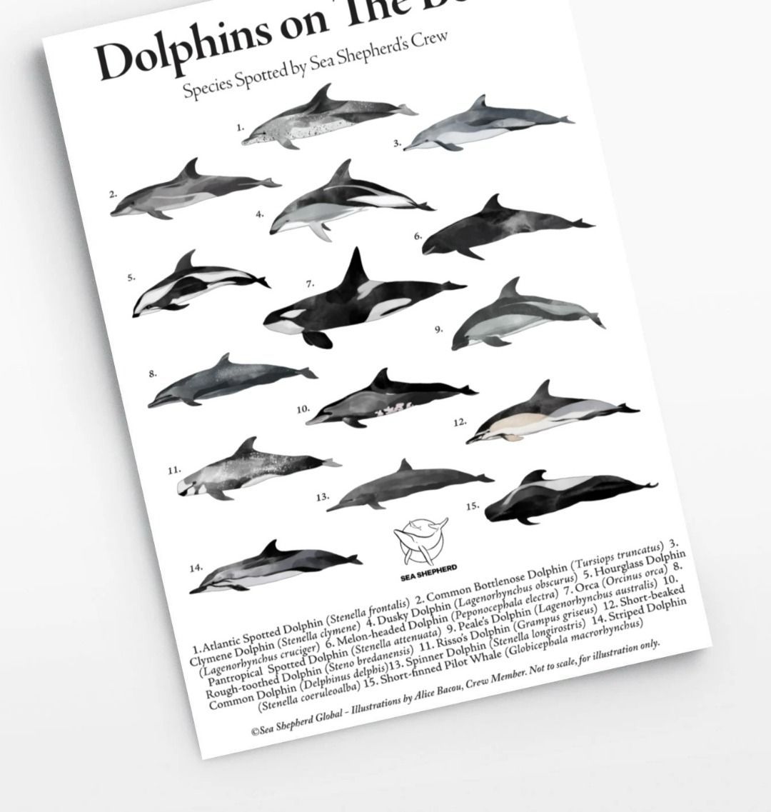 Dolphin Art Print | Ocean Wall Art | Sea Shepherd
