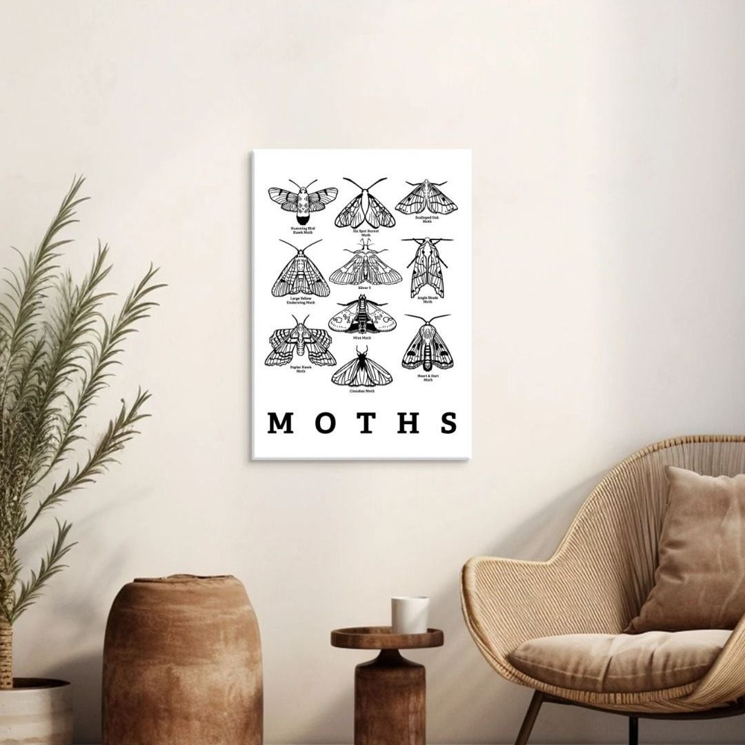 Moth Canvas Print