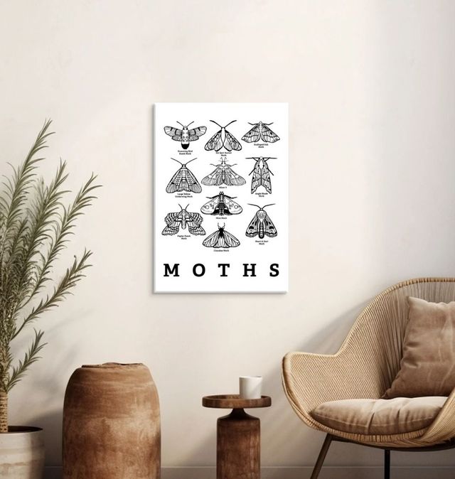 Moth Art Print | The Wildlife Trusts Shop