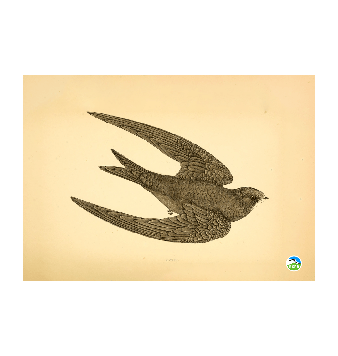Swift Rspb Images Swift Art Print (Large) | Official RSPB Shop