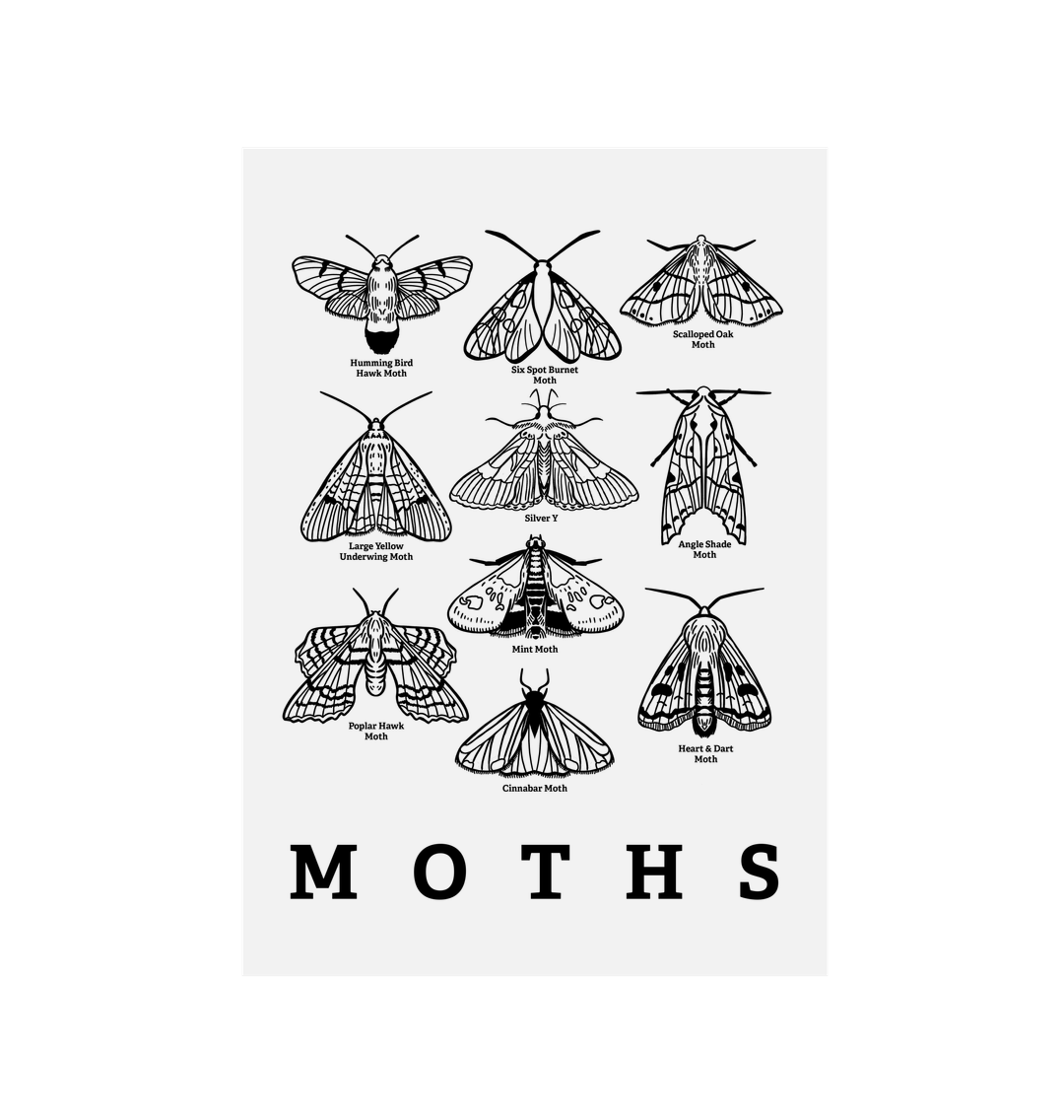 Moth Canvas Print
