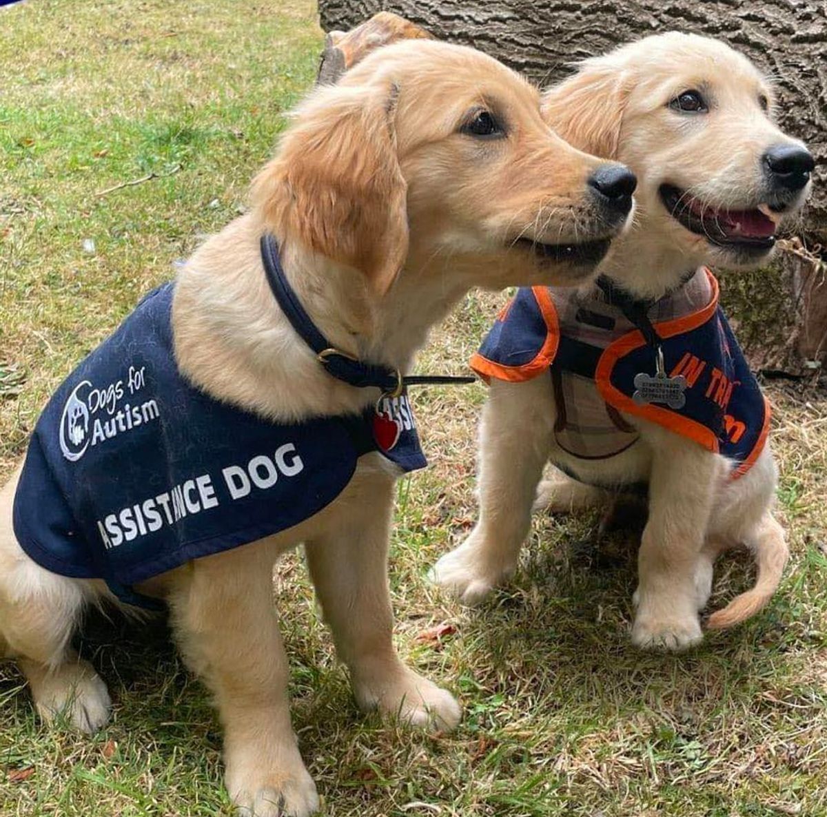 Dogs For Autism