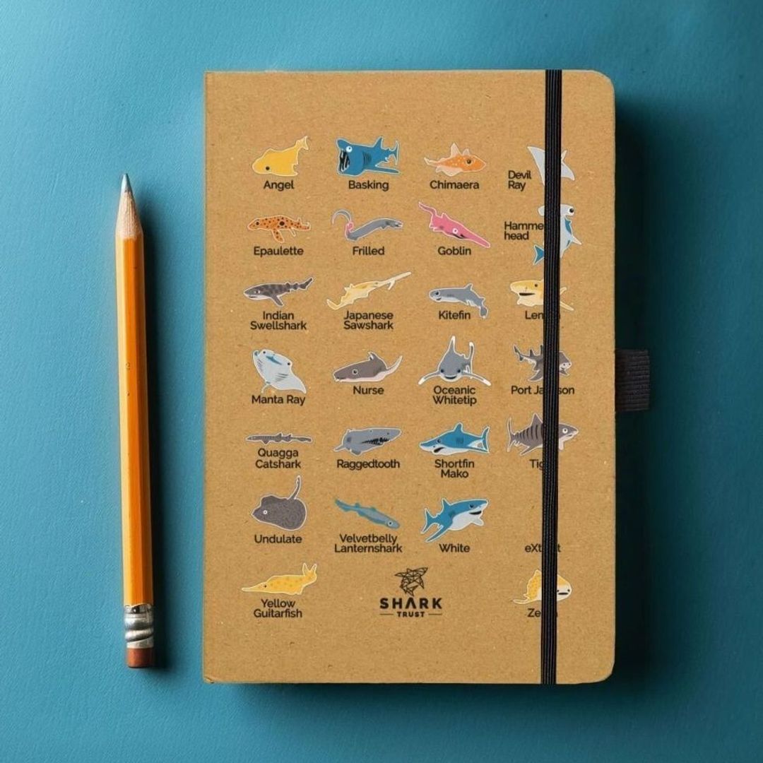 Shark Notebook | A-Z of Species | Shark Trust